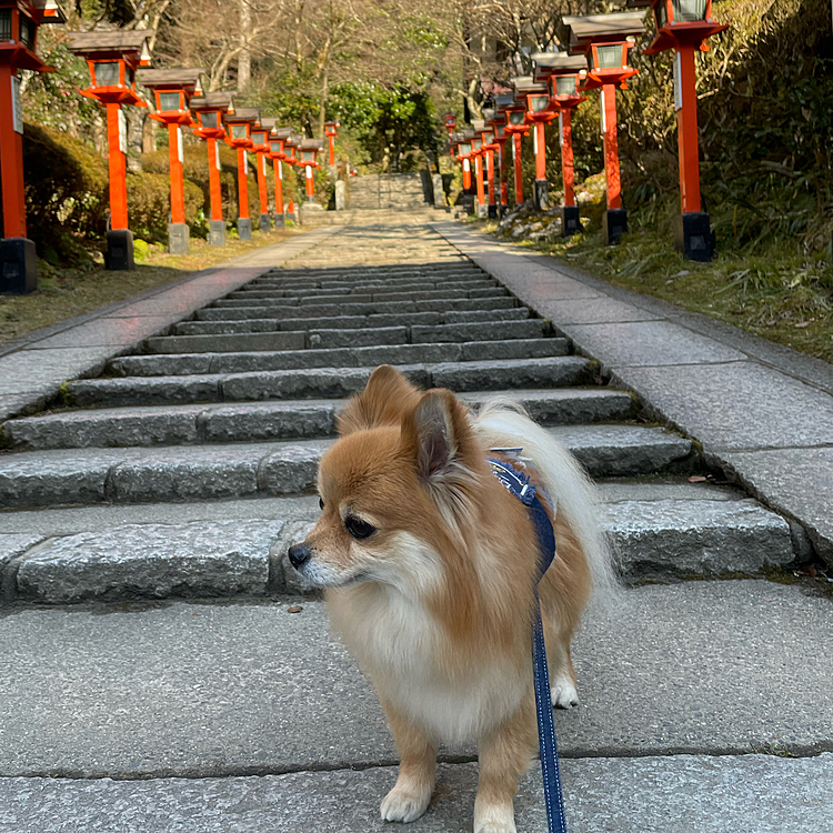 階段を赤い灯籠が彩ります✨
こういう風景が京都らしくて好きです✨