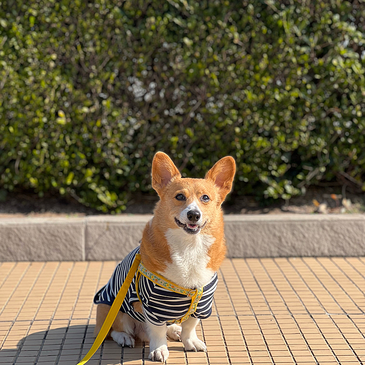 この向こうがキレイな海だったけどなかなか上手く写せず💦