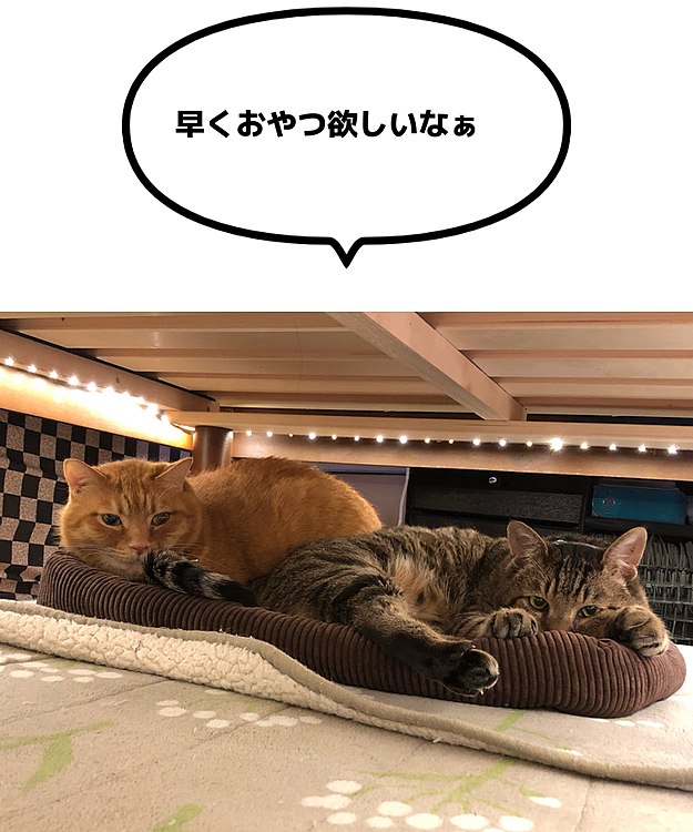 Max&Kittyの投稿