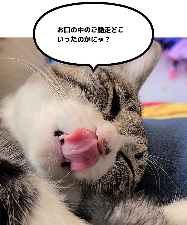 夢の中でご馳走いっぱい食べてたはずなのに
お口の中に何も無い…なぜ？…😴🤤🤔