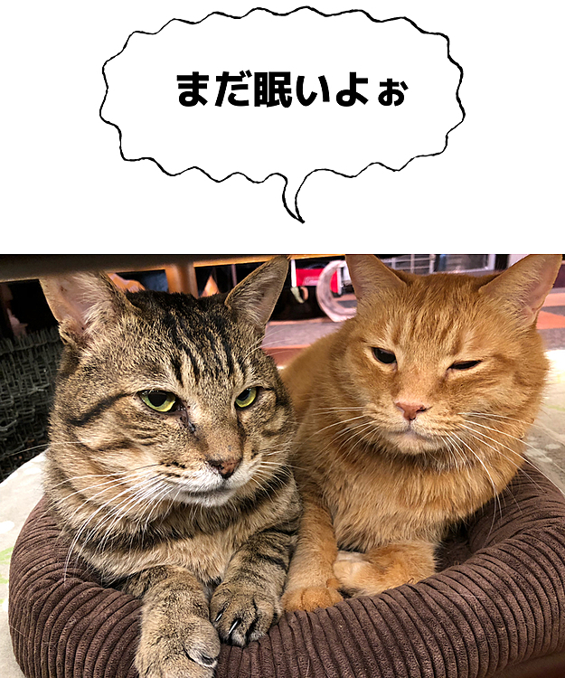 Max&Kittyの投稿