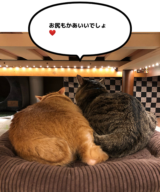 Max&Kittyの投稿