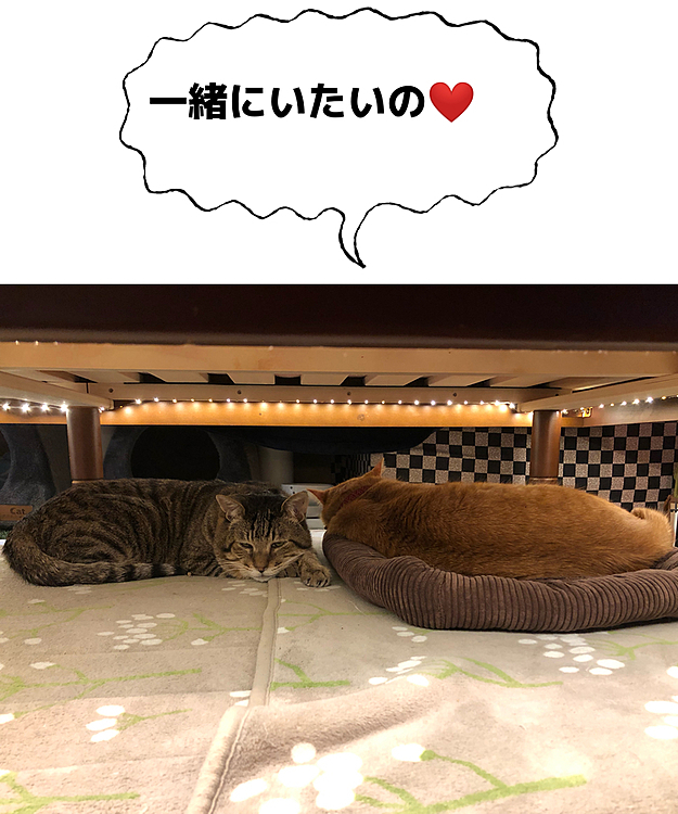 KittyはすぐMaxにくっついていくね