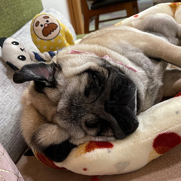 トリマーさんシャンプーでお疲れモード🐶