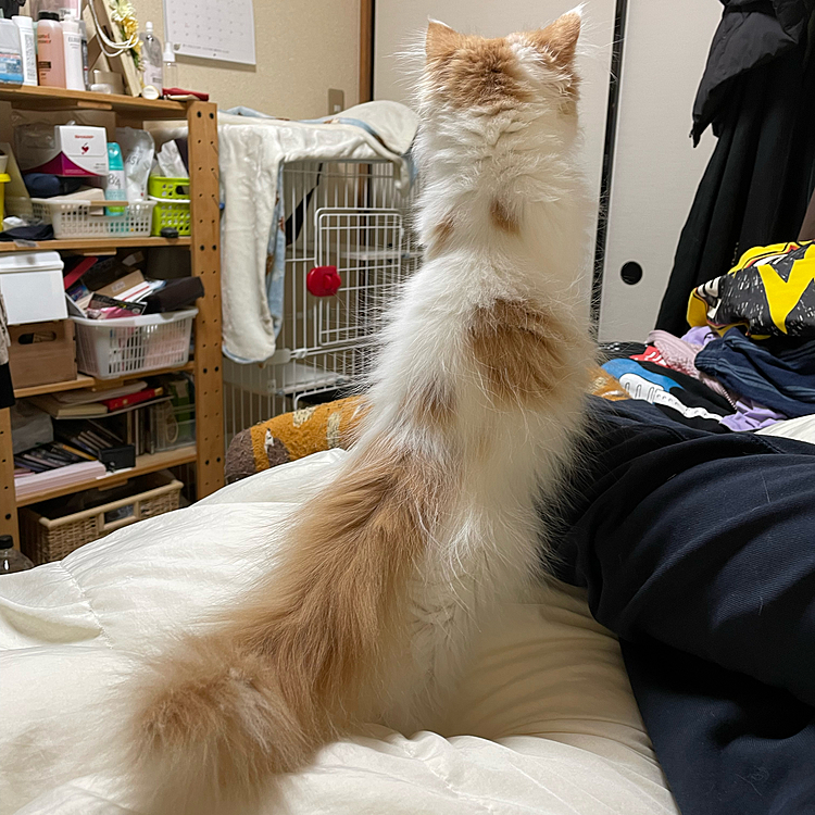 高みの見物