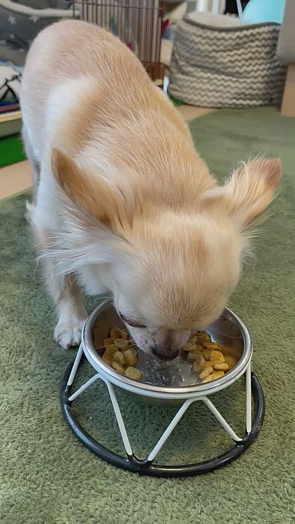 今朝もご飯をマイペースに食べています😊
完食はしなくて少し残しました🥲