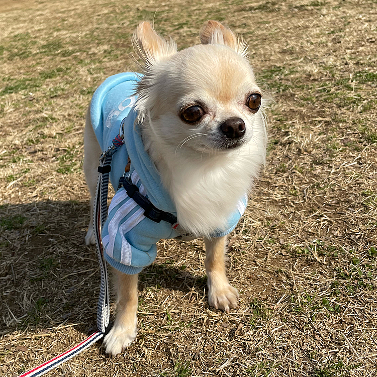 今日は体調も良くなったので暖かいうちに近くの公園にお散歩に行ってきました😊