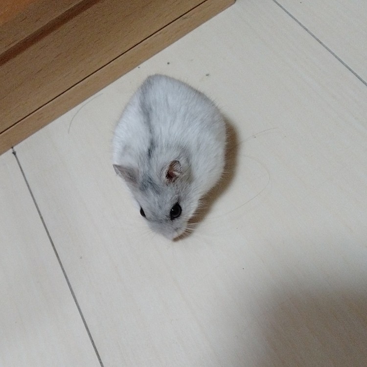 固まった？！