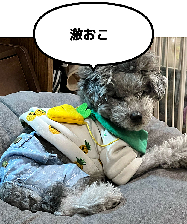 機嫌が悪いワン👎