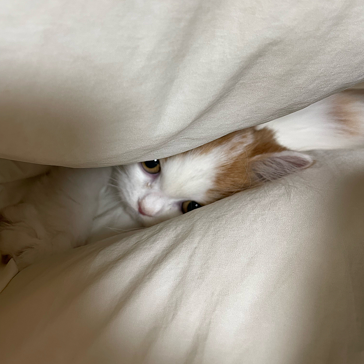 ちらり。