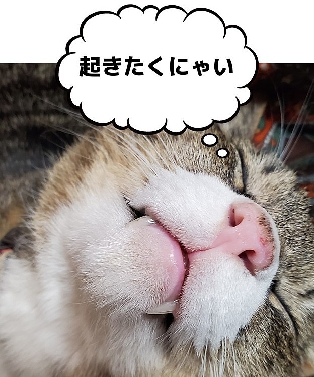 眠ってても…牙は出る🙀😪オスの貫禄なのか…
おはようございます