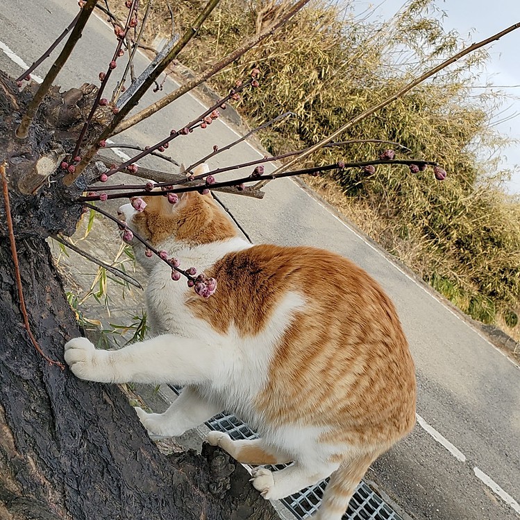 梅が咲いたので、ご挨拶…😺のキュウ♀️