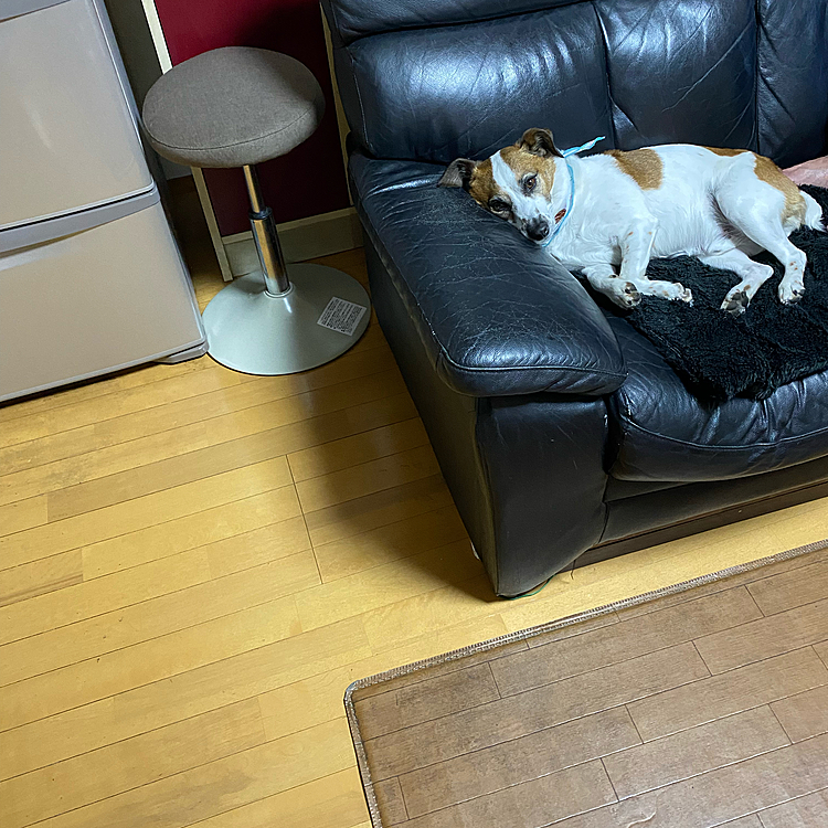 眠くてたまらん。9時くらいになると、勝手に二階に上がってきます。
