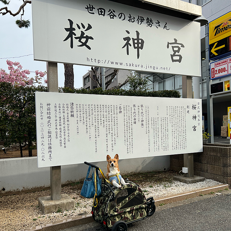 おはようございます😃
朝のニュースで世田谷の桜神宮の河津桜が満開ですとやたらいっていたので、近いし行ってみました🌸