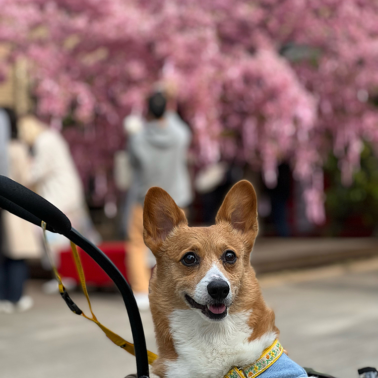 濃いピンクの河津桜が満開🌸キレイでした✨✨