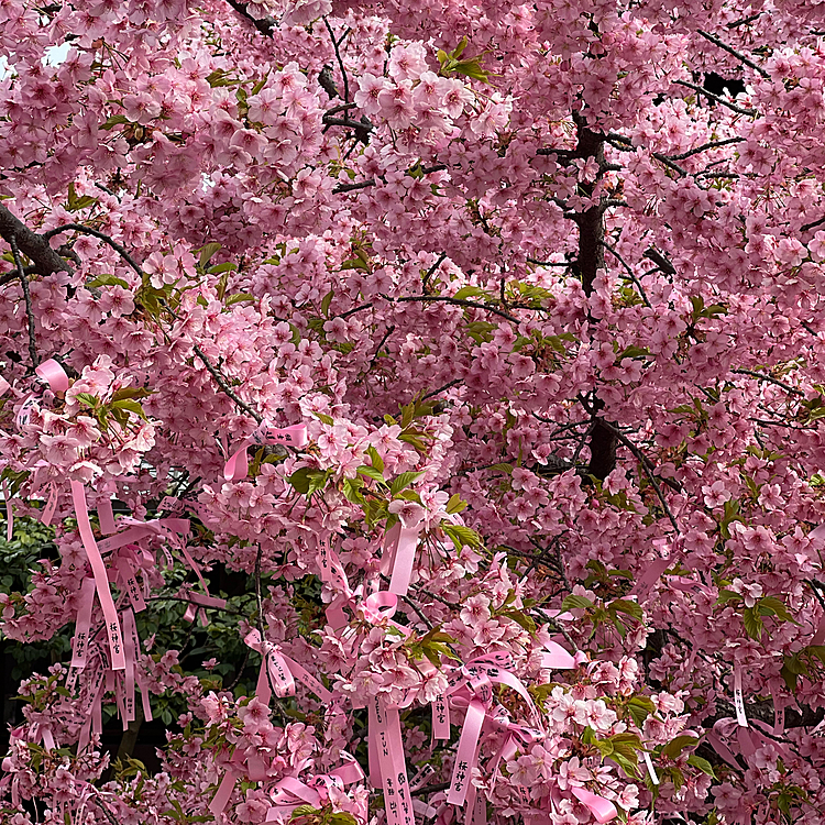 小さな神社ですが、河津桜目当てにたくさんの人でした🌸今まであんまり見たことがなかったけど、パァっと華やかになりますね🌸