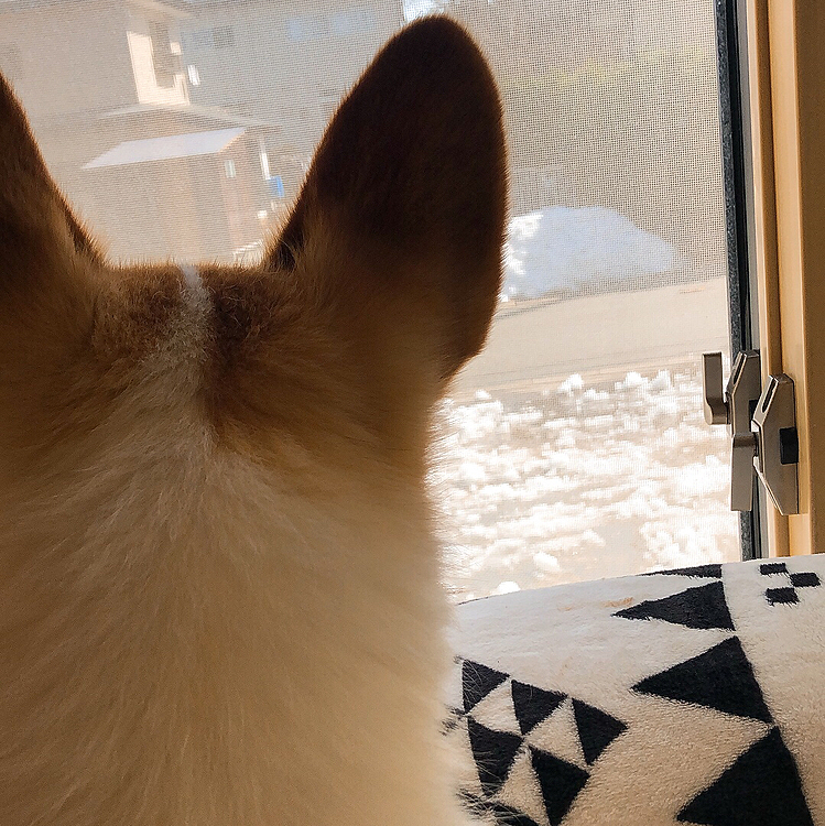 今朝は雨模様のまある地方です☂️
昨日は快晴で暖かくて、脇に山になってた雪の山を崩して、家の前の駐車場に雪をばら撒いてゆきを溶かしました😃
雪の山も小さくなりました。
まあるは、雪が少なくなると寂しそうに眺めてました🌀
大丈夫、また冬なると降るから⛄️