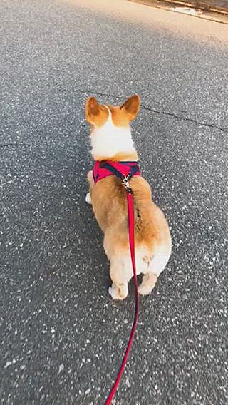 お散歩では、後ろが気になる様子😃
誰も居ないよ？
お隣のおとーさんに撫で回されて嬉しそうでした😃
ウチのおとーさんよりも、隣のおとーさんが好きなやつです🌀