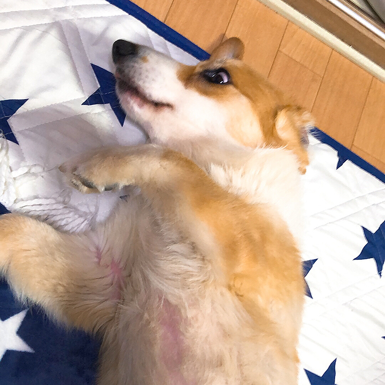 睡眠の邪魔されて、ボケッと目を覚まして放心状態🤣
いつも、おかーたんに邪魔される💦
決まってCM中。。💦笑笑