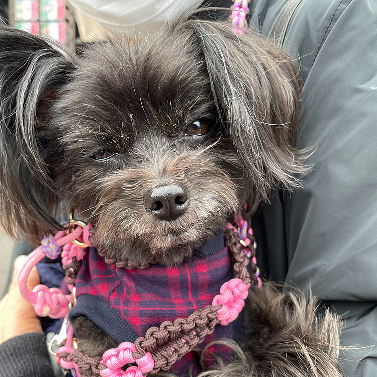 微妙な顔してた🤣
実家の方であった犬イベントに参加✨
母に抱っこして貰って歩く気ZERO😩