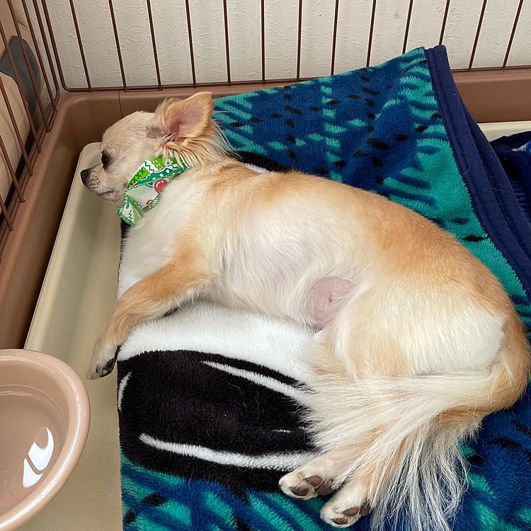 そのまま寝てしまいました🐶💤