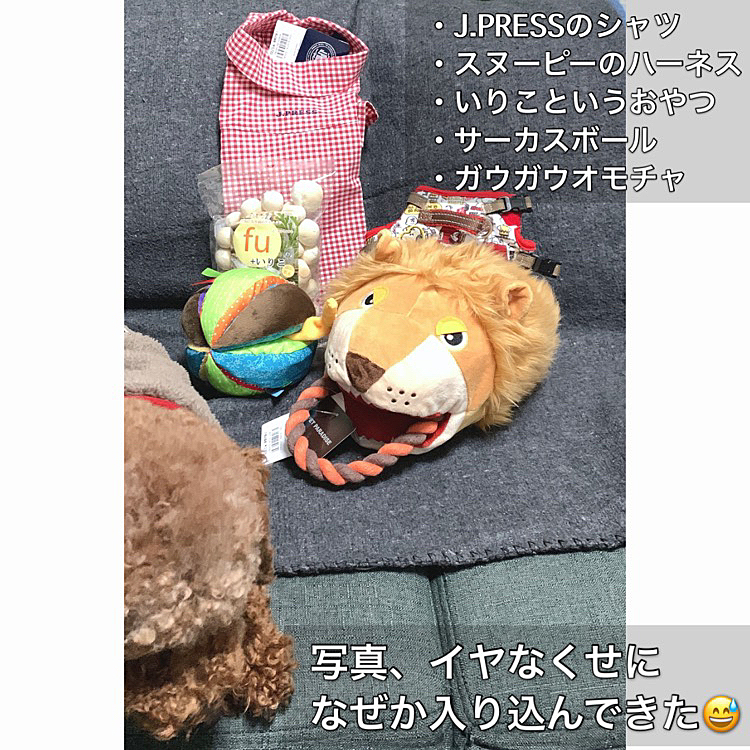 「今、ライちゃんのプレゼント撮ってるから入らなくていいよ」というのになぜかイヤイヤ参加していますwww🤣🤣🤣