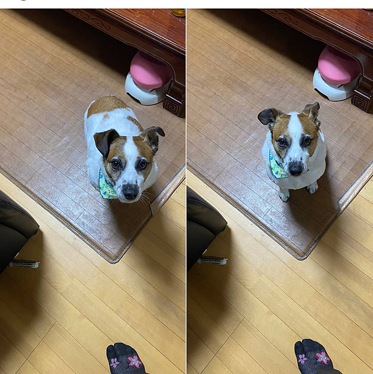 勝手におすわりしてご褒美くださいアピール‼️