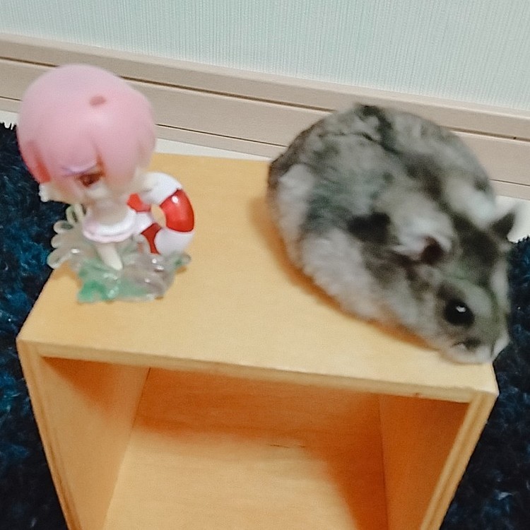 ラム&ハムスター