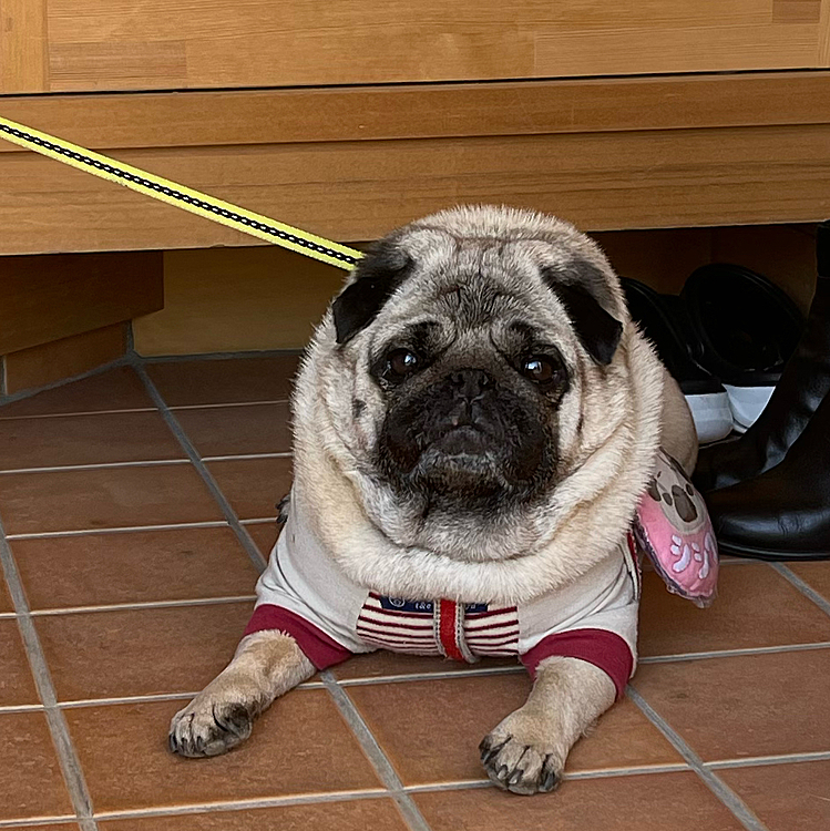 玄関でヘタれる、ししまる🐶
