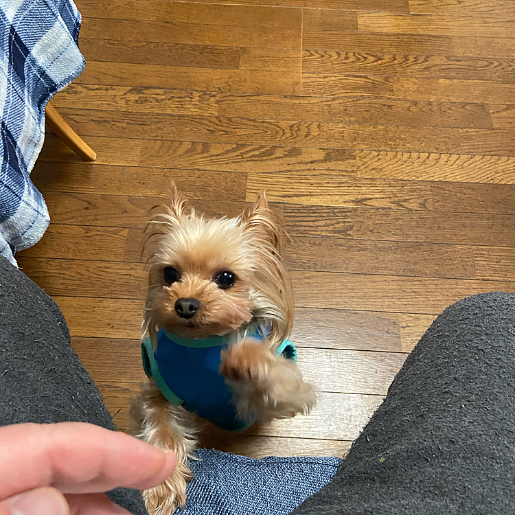 ホワイトデーのチョコケーキが食べたかったジュリちゃん。それは無理よ、イチゴあげたでしょう。