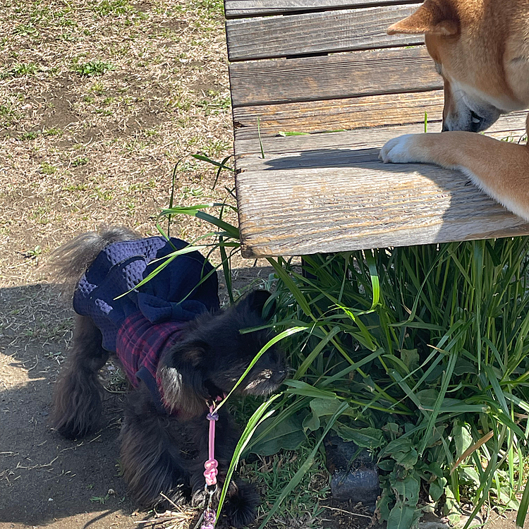 ハピさんは小さいので下の方専門で食べてました〜✨椅子に乗れなくてほぼダンスしてるみたいになっちゃうので諦めて貰います😅

お久しぶりに会う先輩ワンコに挨拶✨暖かくなったら体調を崩してる先輩イッヌにも会えるかな？