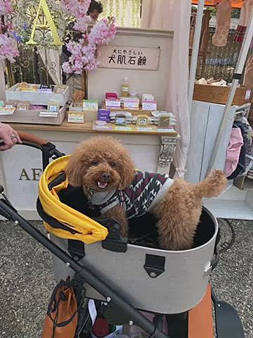 でも1番の目的はこの公園をお散歩する事🐾
お散歩した後は早めの混ぜそばランチしてお昼過ぎには帰宅しました🚗💨