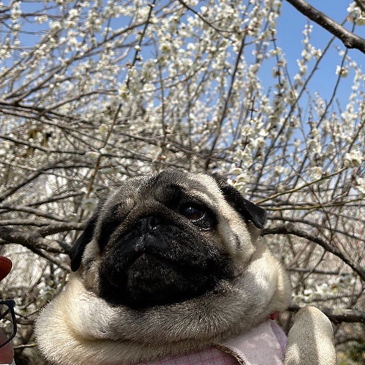 満開の梅の花を満喫しました🌸