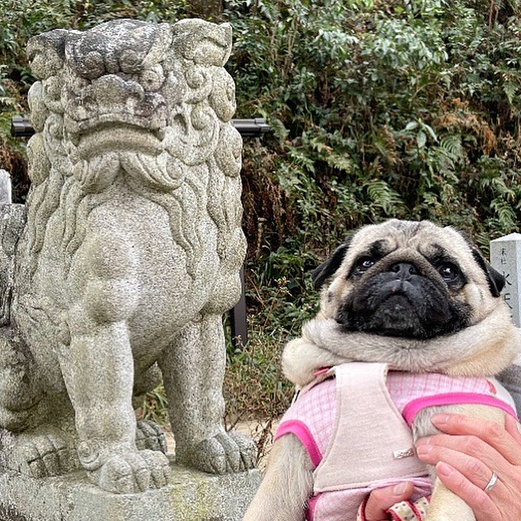 足を伸ばして高麗神社で狛犬になってたししまるです🐶