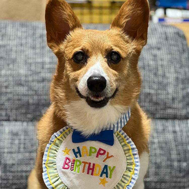 おはようございます😃
今日3月17日はマーチの11回目のお誕生日🎉
もう11歳かぁ…☺️早いなぁ☺️
8歳で白内障になり、少しオメメが白くなっていますが、わたしの中ではちっちゃくてかわいいマーチのままです💓