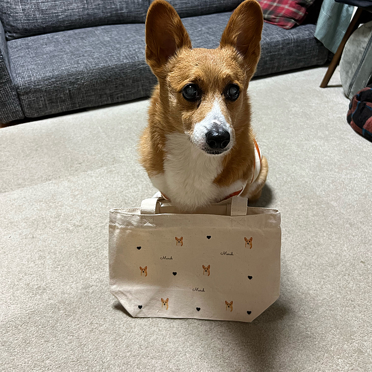 ご近所ワンコの蒼ちゃんママからもマーチの写真がプリントされたトートバッグをいただきました🎁かわいい😍
お出かけに使います❣️
蒼ちゃんママも朝早い🤣