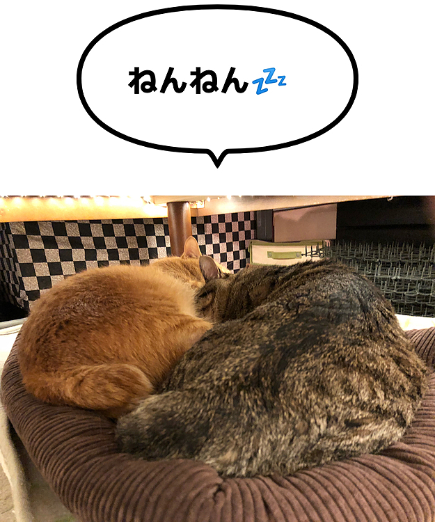 Max&Kittyの投稿