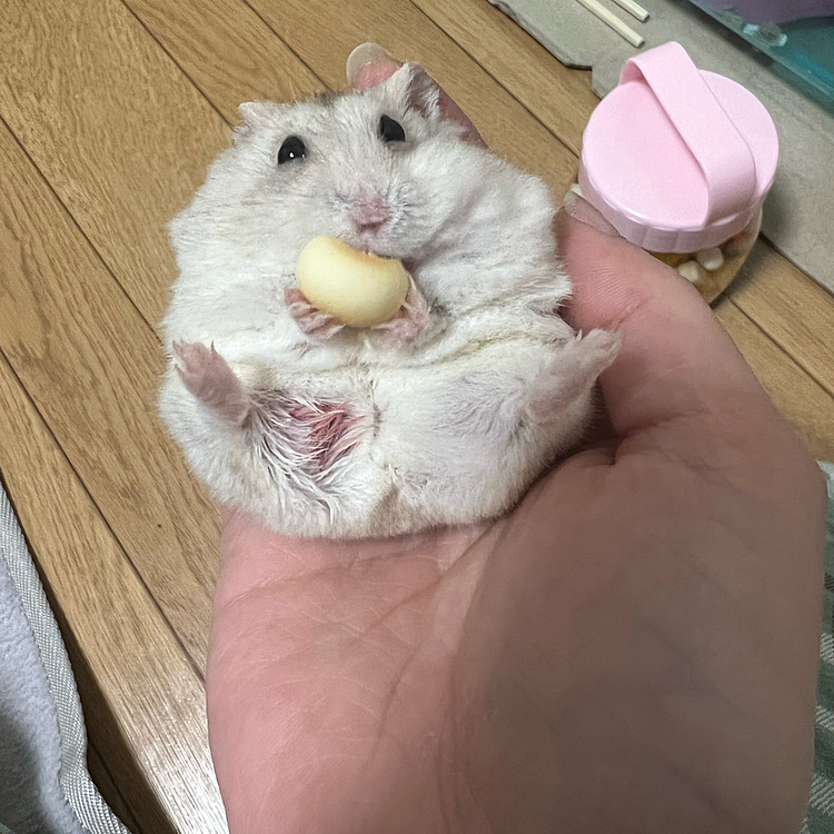 目を離した隙にゲージからラッキーが脱走してみなみが噛まれてた😢
気付かなくてごめんね😢
あと少しでもっと大怪我でした💦
