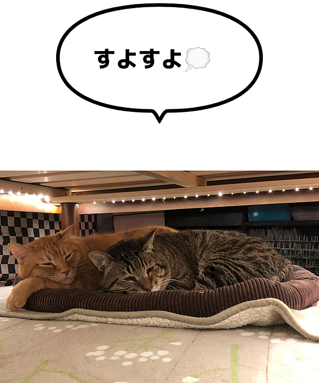 Max&Kittyの投稿