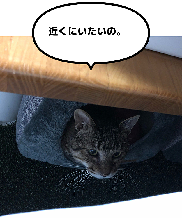 病院に連れてってから、触らせてくれないKitty。目ヤニを拭こうとしても、逃げ回る。でも、枕元の下にある猫ベッドにはそっと入ってくる。目が合う距離。