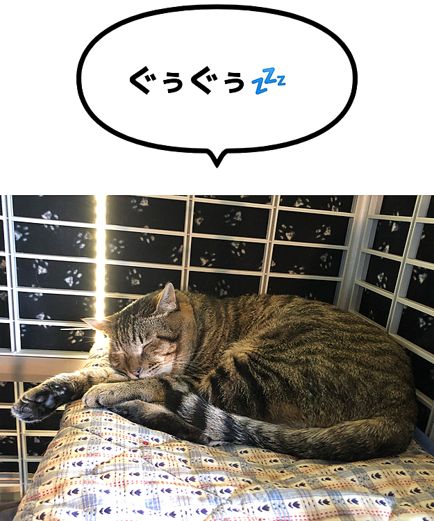 Max&Kittyの投稿