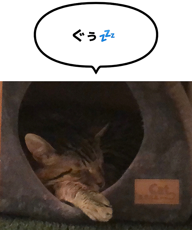 Max&Kittyの投稿