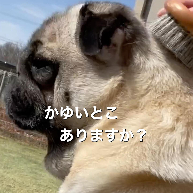 春の陽射しを浴びながら、とうちゃんの膝の上でブラッシング🐶