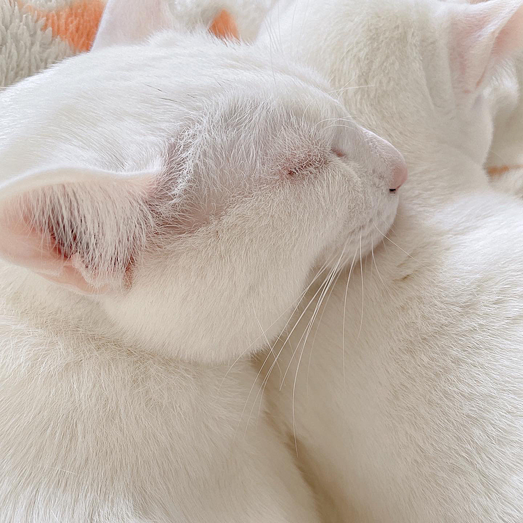 今日の兄弟達
幸せだニャฅ•ω•ฅ