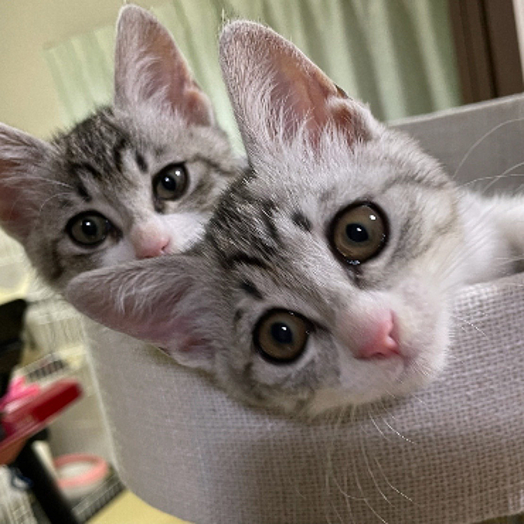 我が家の可愛いニャンズ💕です！