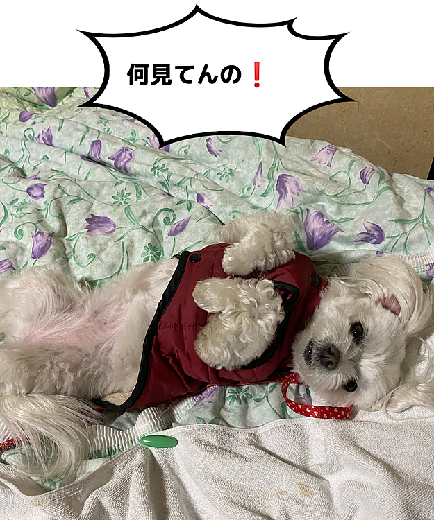 コロコロしてる所を見てるのに気づかれた時の
顔です