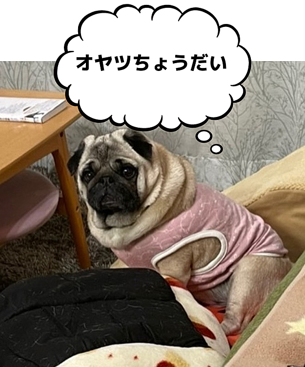 オヤツもらえず荒ぶるししまる💢
ベッド落っことして、すねまるです🤣