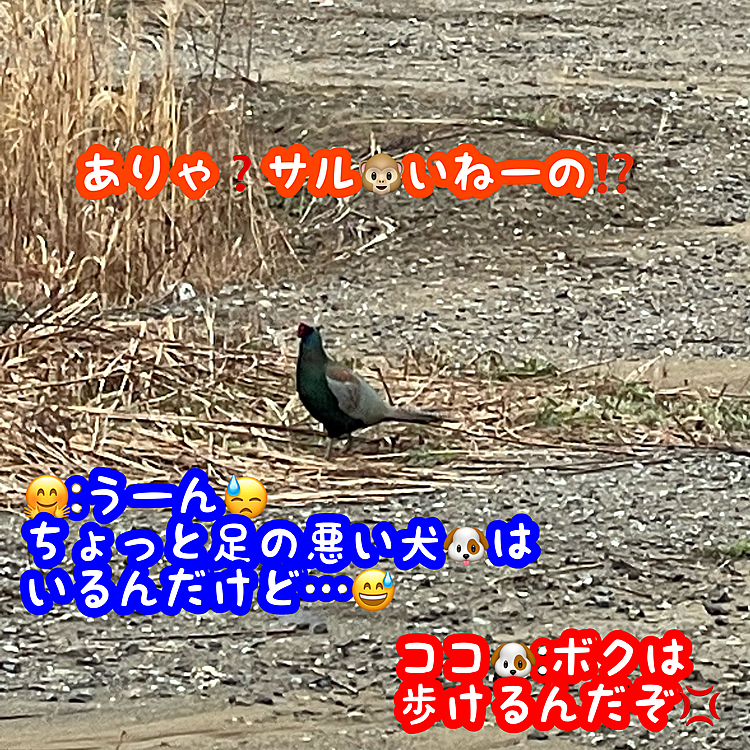 キジさんは自由です💦💦💦(笑)