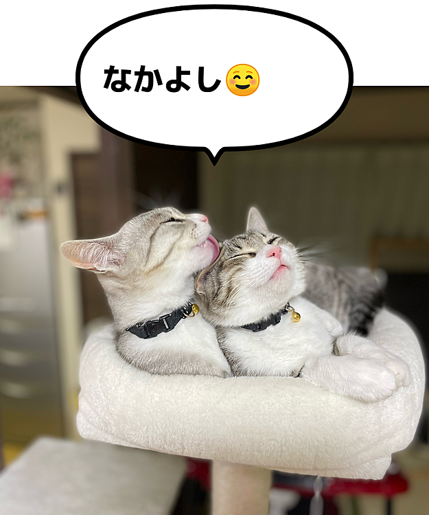 もっとやってにゃーん！