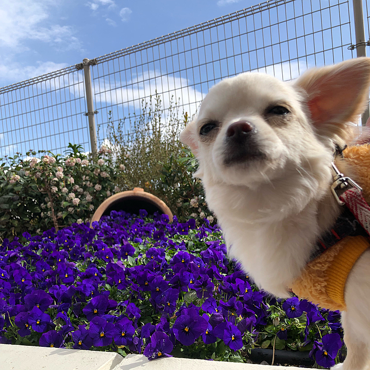 自由にお花⸜🌷︎⸝‍の中へ入らせて🥲
の顔(  °-°  )
（実は背中で抑えられてます😅）
2022.03.20
箕面キューズモールにて…